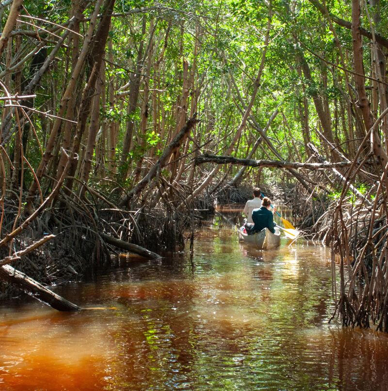The image shows two people paddling a canoe through a narrow waterway surrounded by dense mangrove trees. The water is murky and reflects the sunlight filtering through the trees. The mangrove roots are visible along the banks, creating a tangled and natural environment. The scene evokes a sense of adventure and exploration in a tropical wetland.